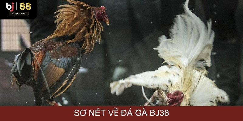 Sơ nét về đá gà BJ38